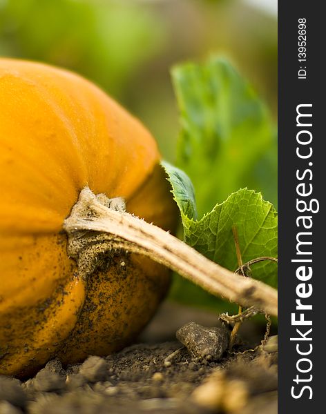 A close-up of a yellow-orange pumpkin with some green leaves. A close-up of a yellow-orange pumpkin with some green leaves.