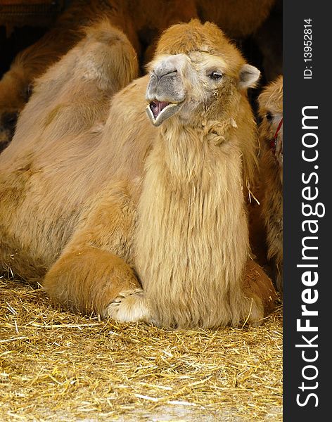 Nice camel in the zoo of famous circus