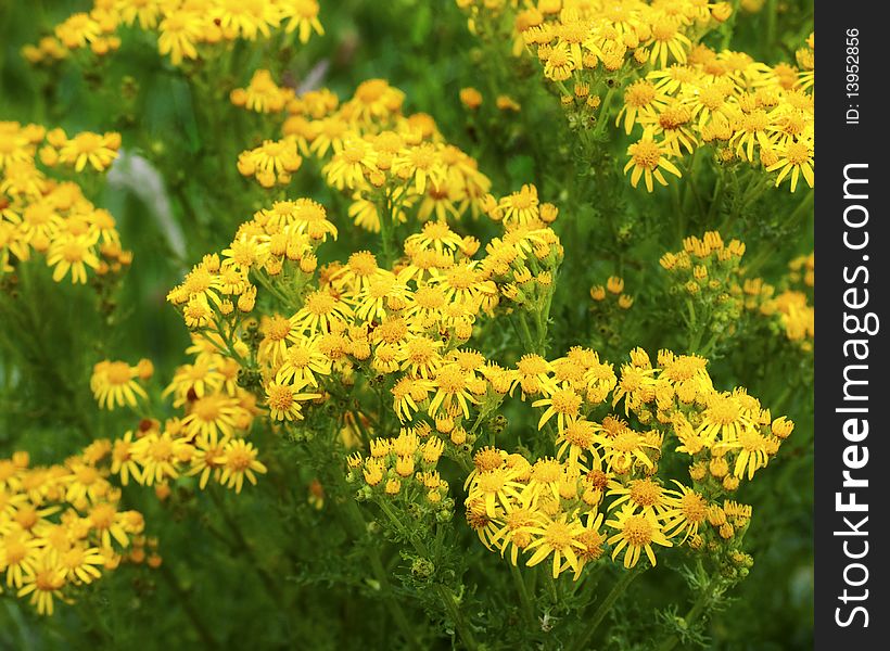 Vitality  yellow Bouquet, nature background