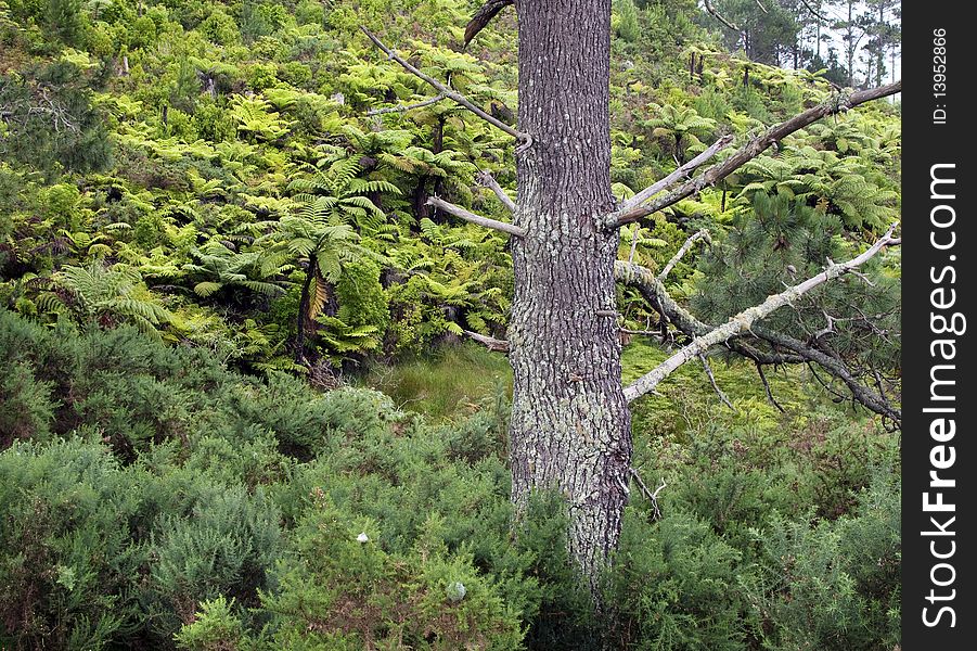 Old Big Trunk With Wrinkle Bark