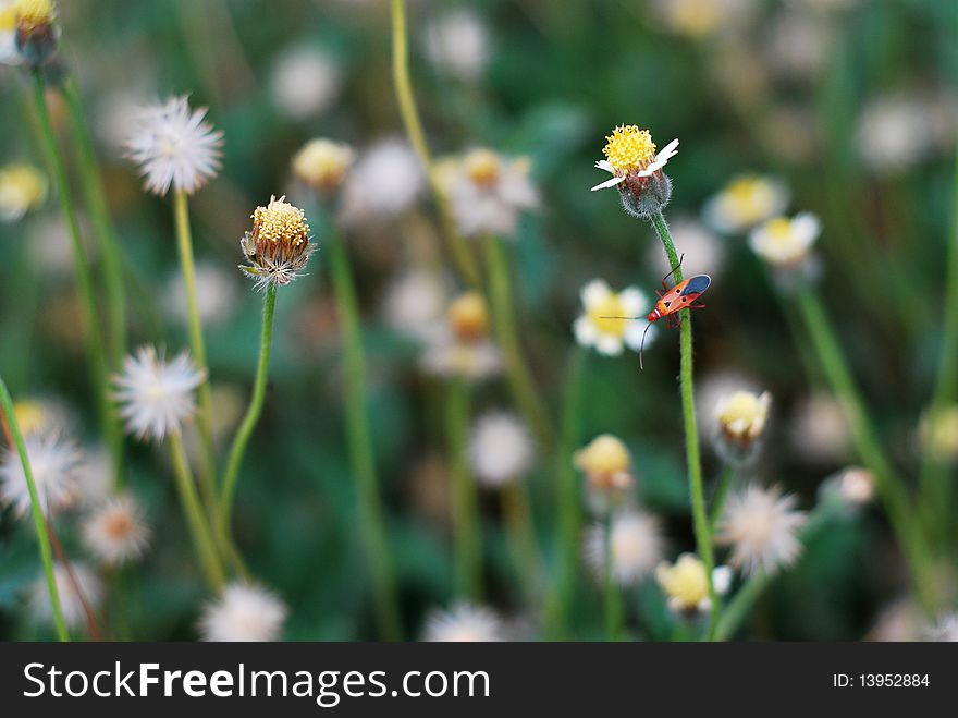 Red insect and small flowers in shallow DOF. Red insect and small flowers in shallow DOF