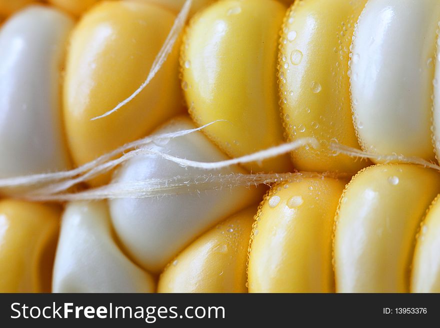 Sweet corn with silk: Extreme Close up