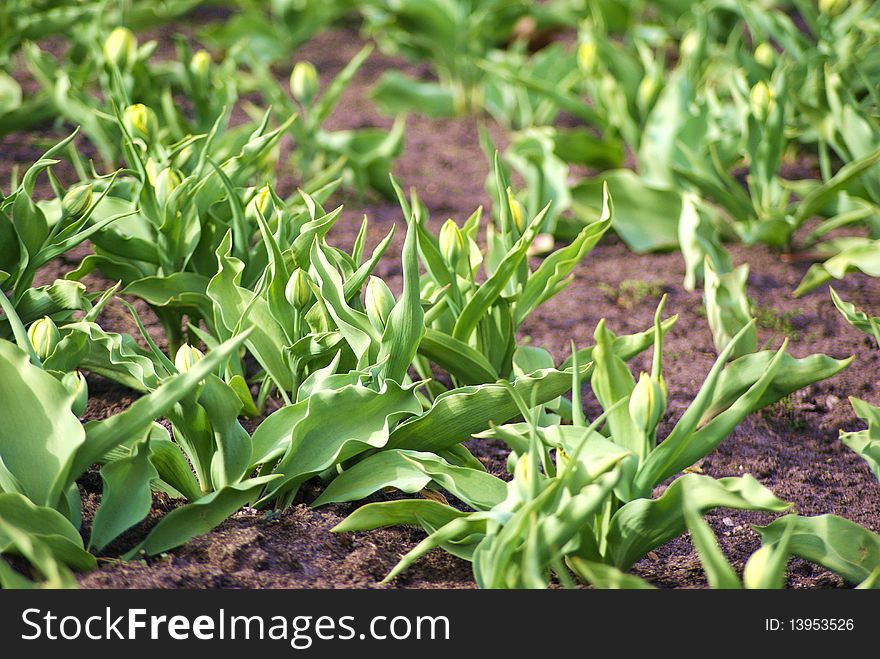 Tulips sproud in spring garden. Tulips sproud in spring garden
