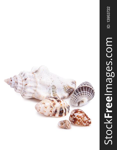 Seashell on white background (isolated, close up)