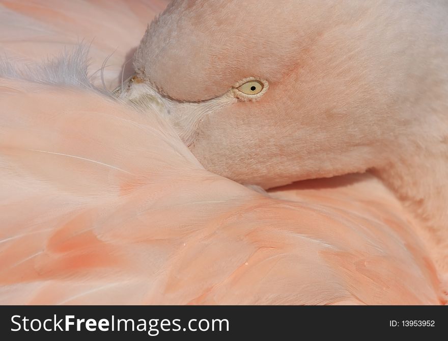Very close portrait of flamingo
