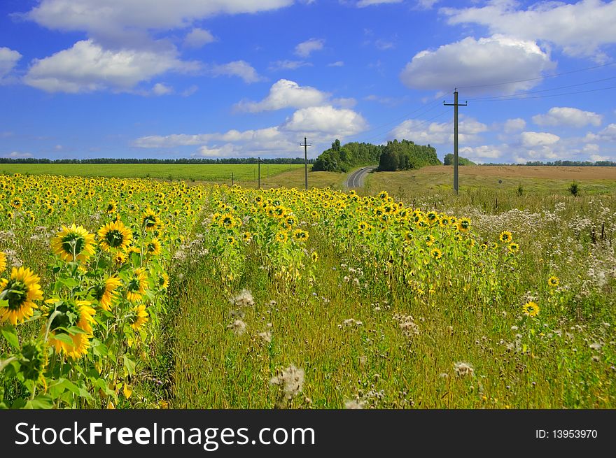 A beautiful field of flower