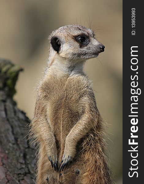 Meerkat, predatory mammal from Kalahari desert