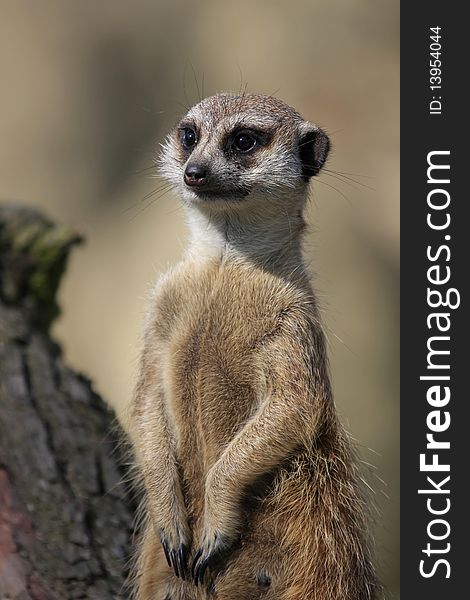 Meerkat - small predator from Kalahari desert
