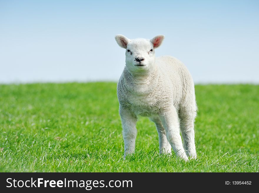 Cute lamb in spring, Friesland The Netherlands