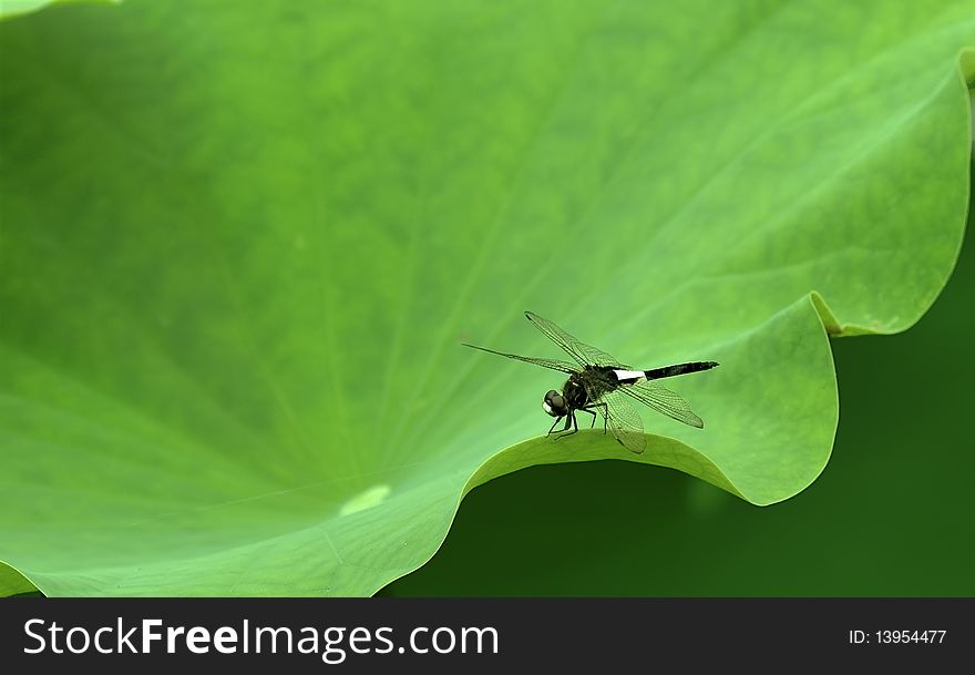 Dragonfly stand on lotus leaf. Dragonfly stand on lotus leaf.