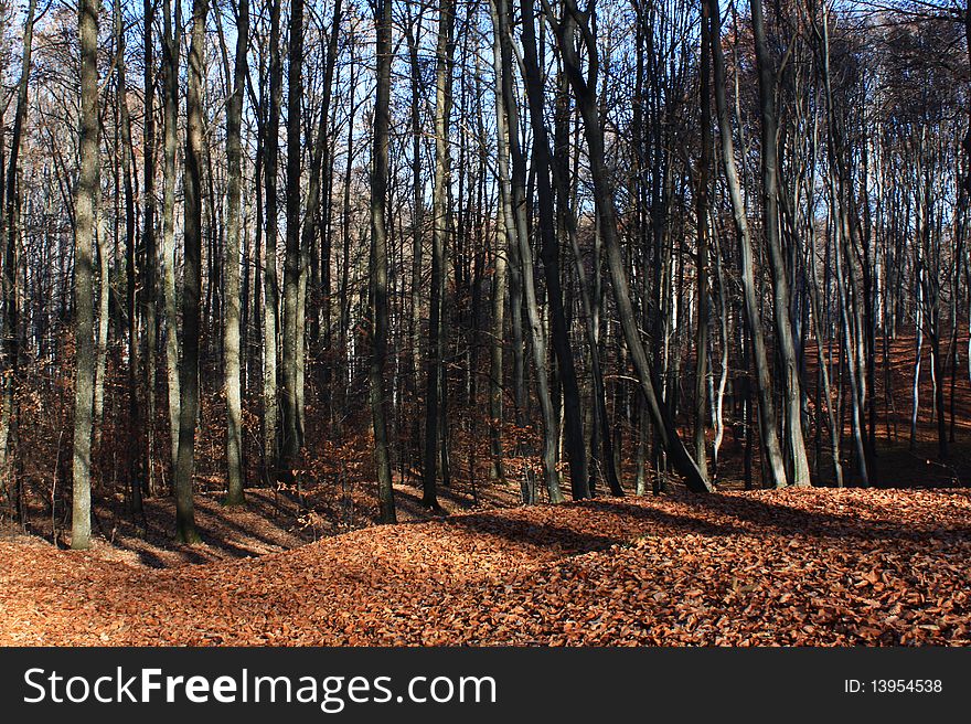 Forest Autumn, photo taken in Govora, Romania