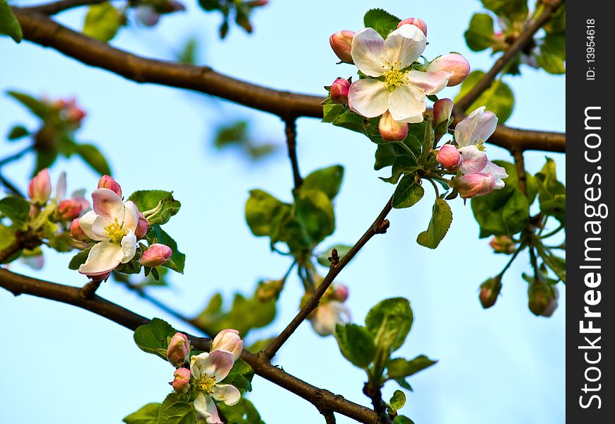 Branch with apple flowers in spring time