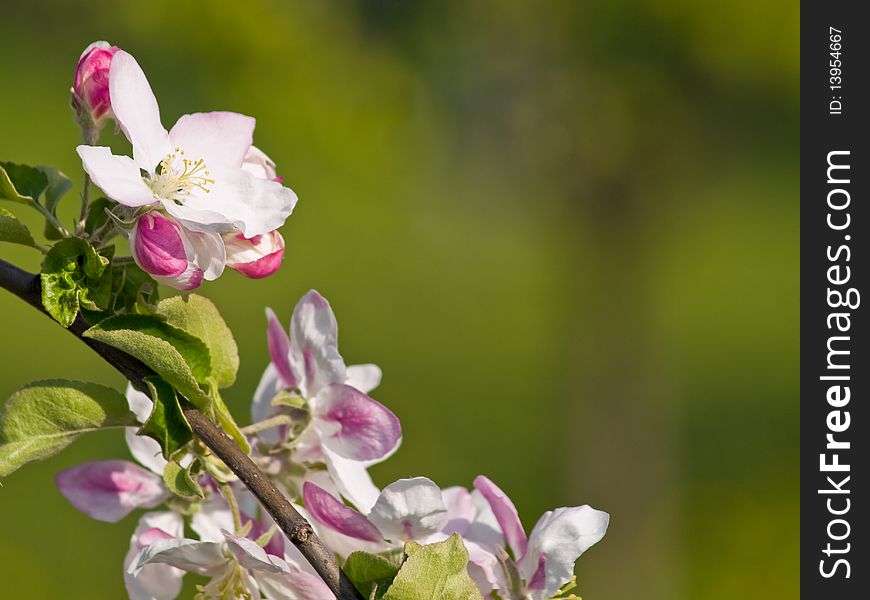 Branch with apple flowers in spring time