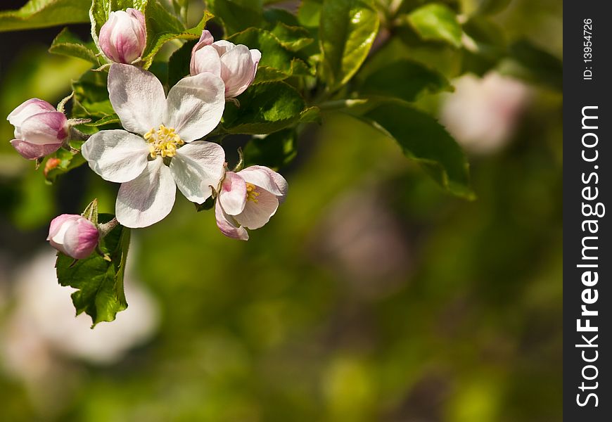 Branch with apple flowers in spring time