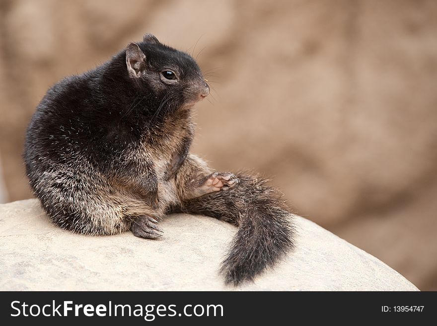 Cute Rock Squirrel