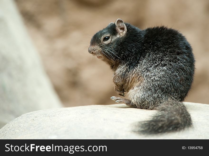 Cute Rock squirrel (Spermophilus variegatus)