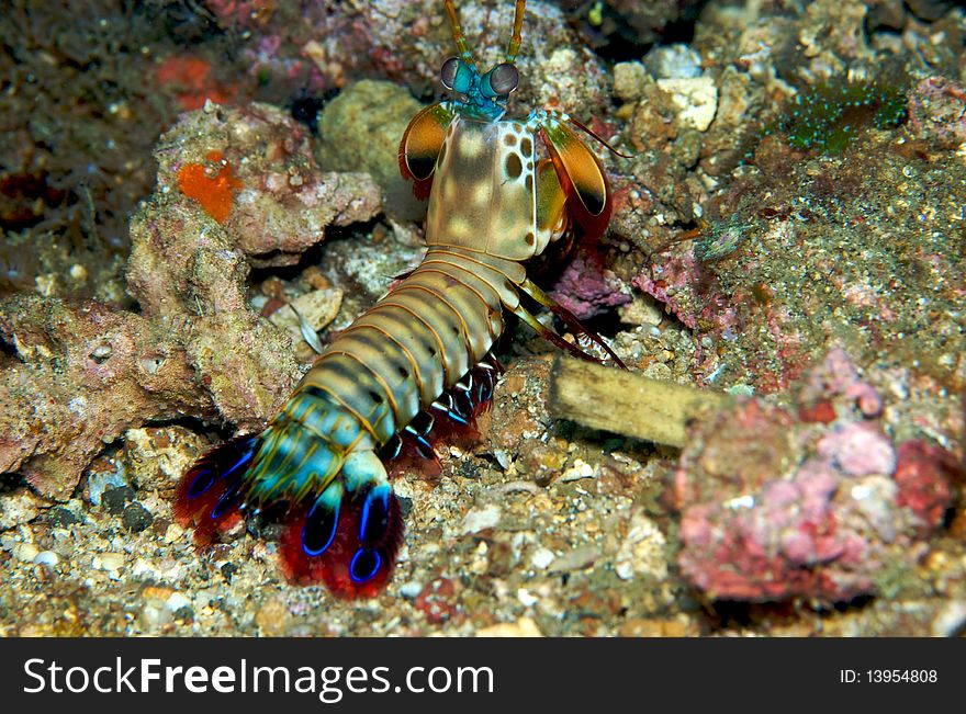 Mantis shrimp in Lembeh Manado.