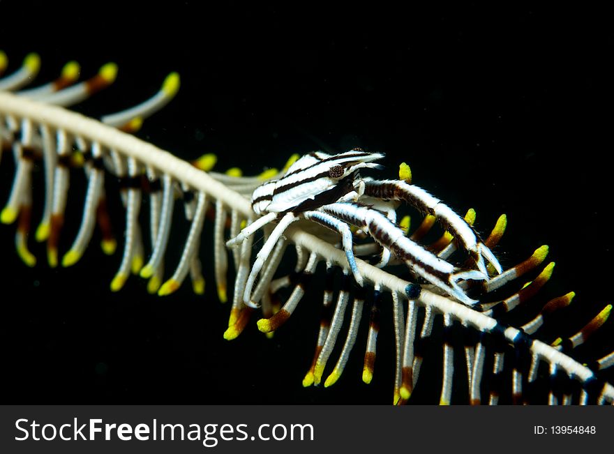 Black and white mini lobster in Manado.