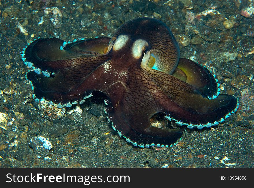 Octopus in Lembeh bay Manado.