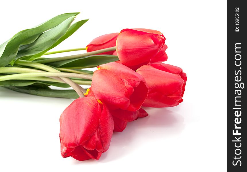 Bouquet of red tulips on a white background