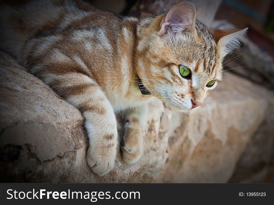 A beautiful ginger cat with green eyes close up lying on a sandstone porch