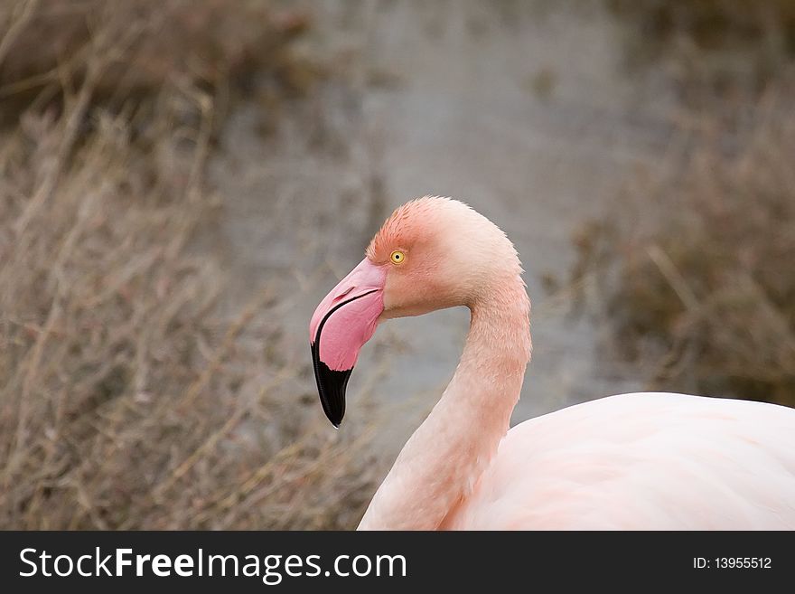A close-up of the head of a flamingo. A close-up of the head of a flamingo
