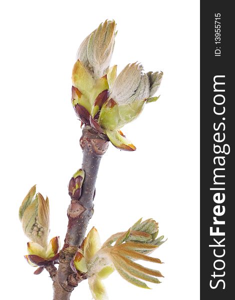 Fresh spring  tree branch with budding leaves