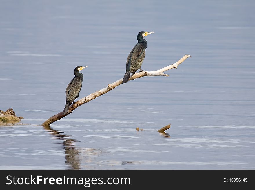Two Great Cormorants (Phalacrocorax carbo) sitting on a dead branch in the middle of the sea. Two Great Cormorants (Phalacrocorax carbo) sitting on a dead branch in the middle of the sea
