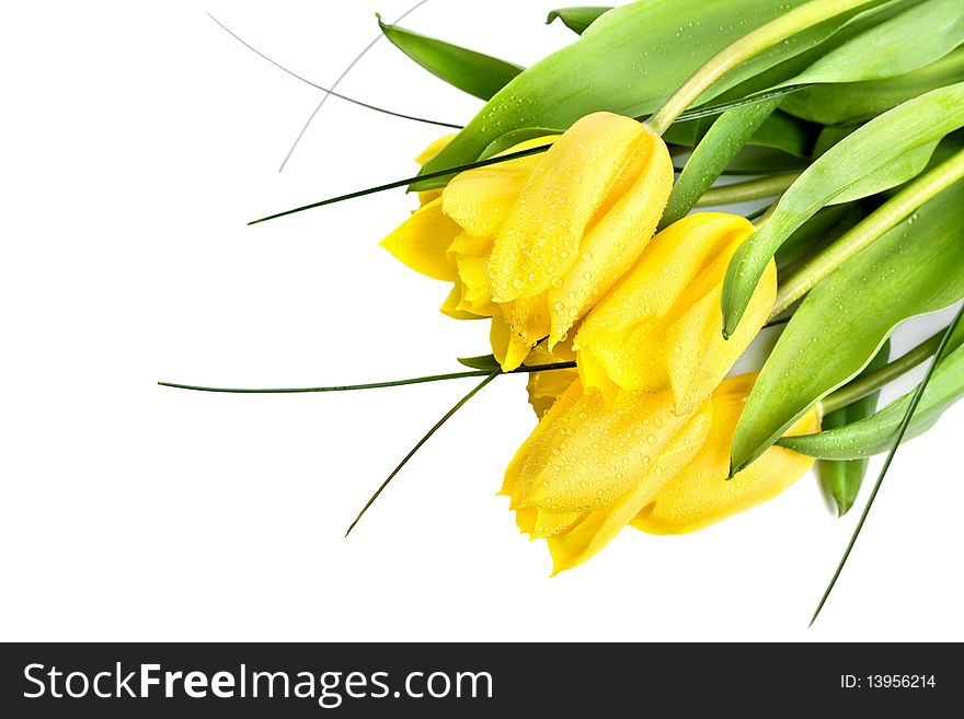 Yellow tulips with drops of water isolated on white