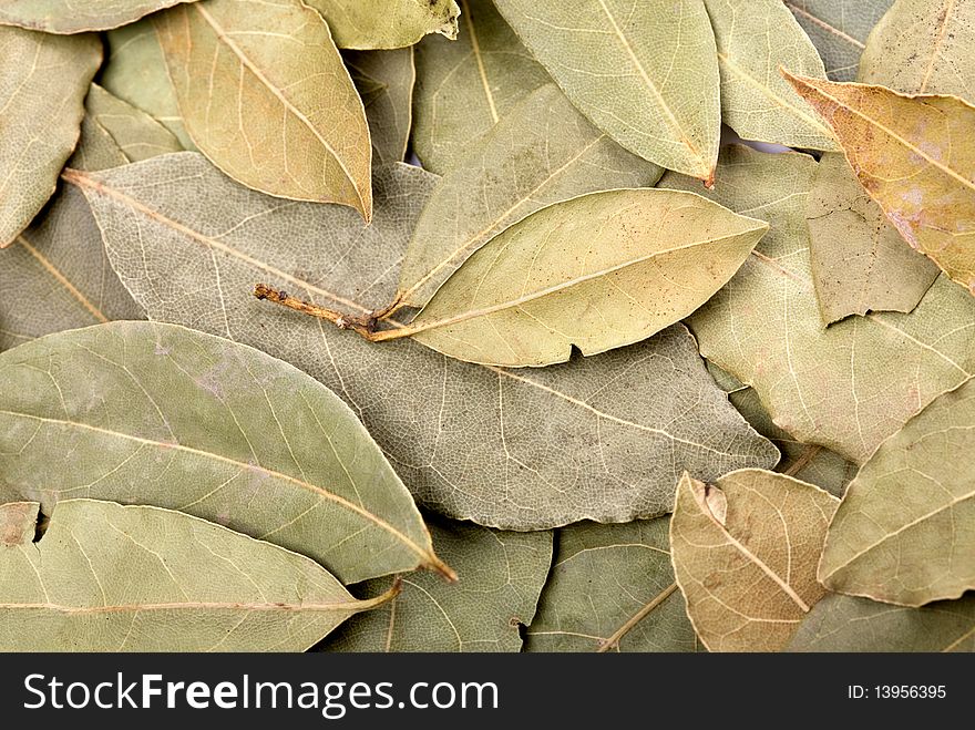 Dried green bay leaves background