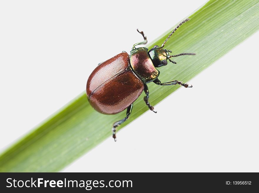 Knotgrass Leaf Beetle (Chrysolina polita) on a grass