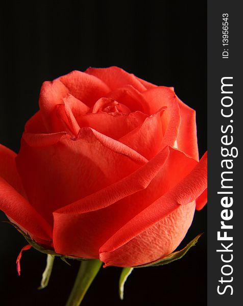 Closeup of red rose on a dark background