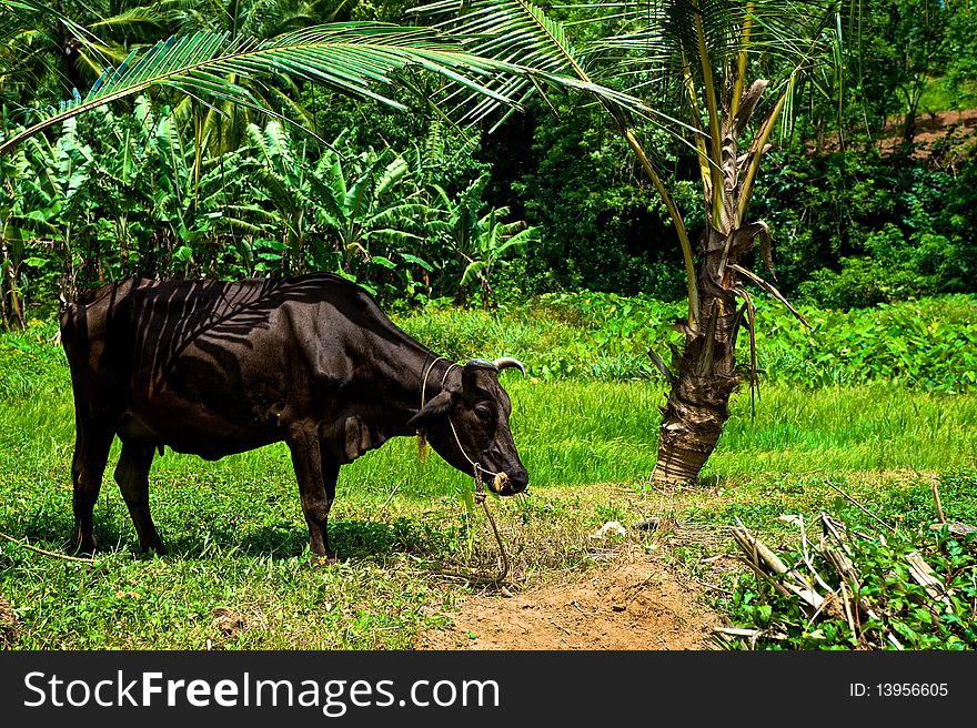 Grazing Cow in India