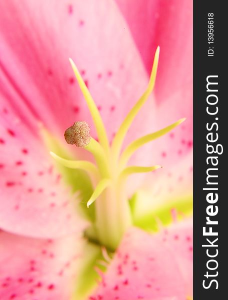 Closeup of pink lily flower