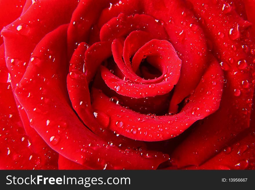 Closeup of red rose with droplets