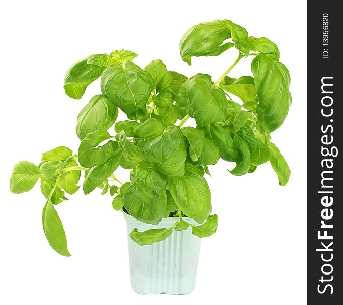 Fresh green basil plant isolated over white