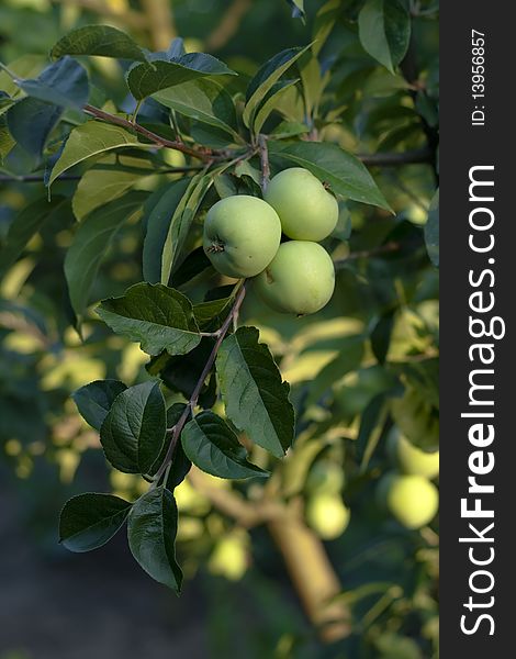 Green Apples On Branches