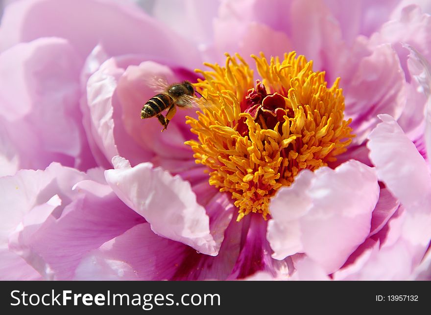 A Bee hovering while collecting pollen. A Bee hovering while collecting pollen