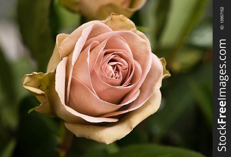 Beautiful rose on a background leaves