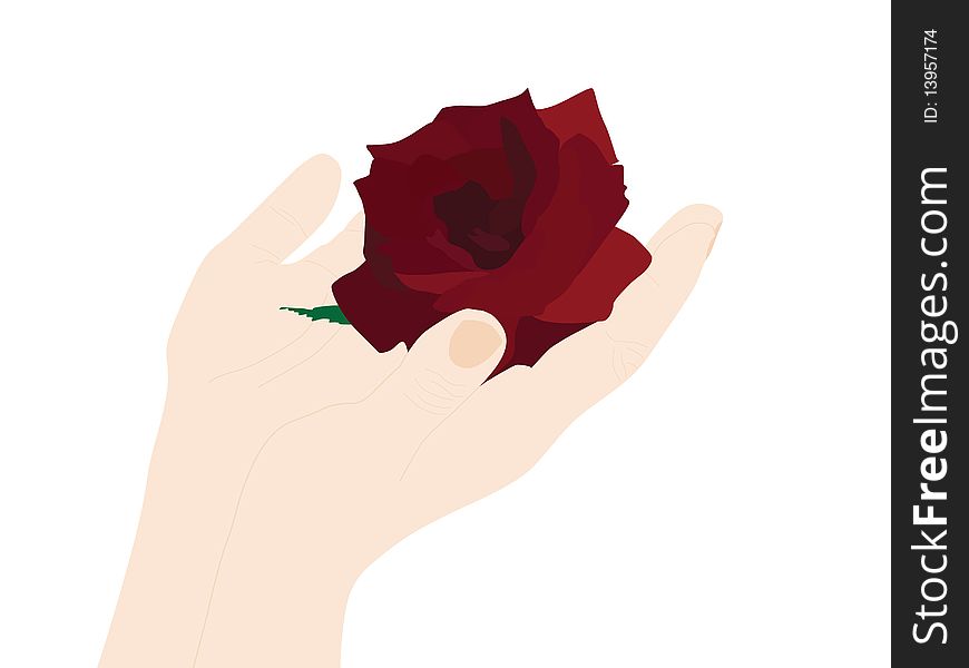 Woman hands with red rose. Woman hands with red rose