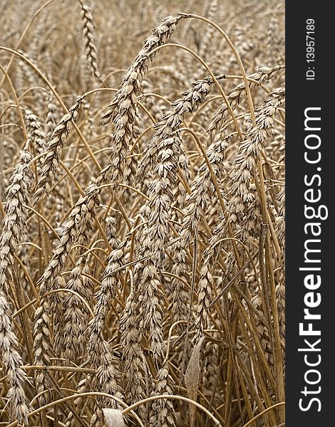 Closeup of dry wheat on a field