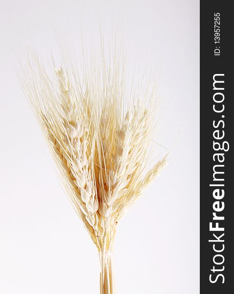 Wheat stalks on white background. Studio shoot
