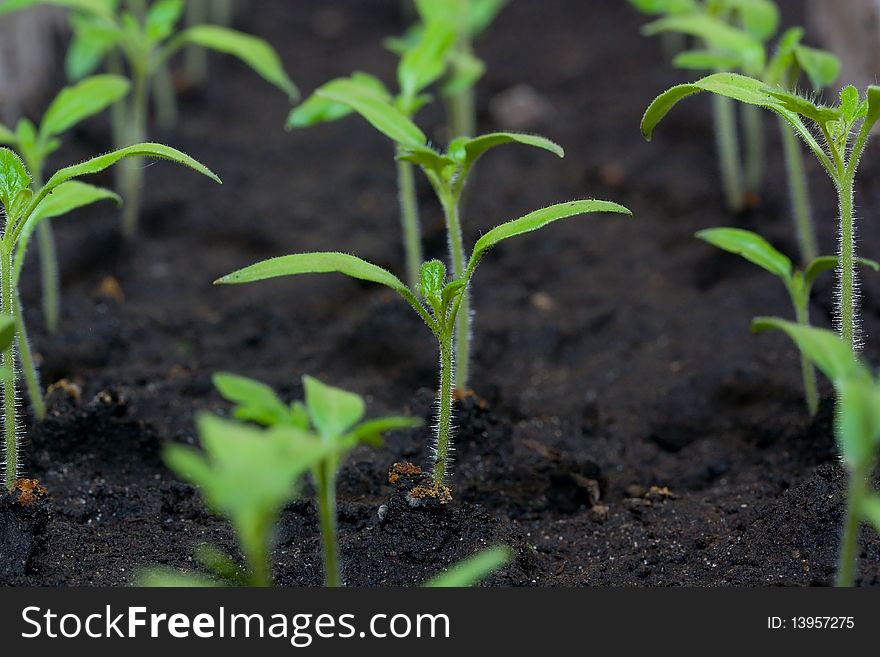 The young sprouts of tomatoes