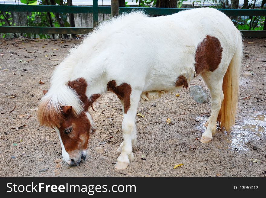 A white horse eating at the ground