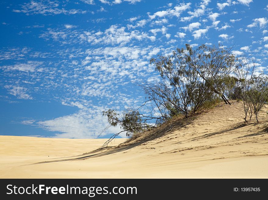 Small trees in desert