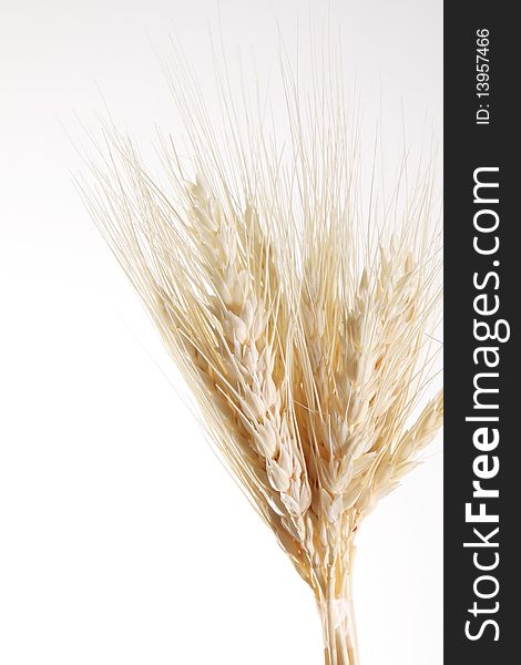 Wheat stalks on white background. Studio shoot. Space to insert text or design