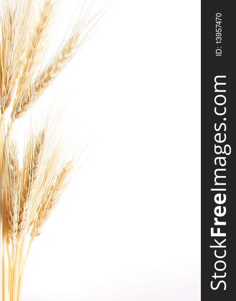 Wheat stalks on white background. Studio shoot. Space to insert text or design