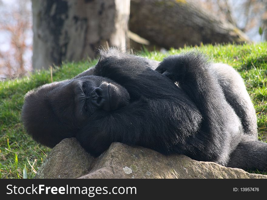 Male Gorilla Lying On A Stone