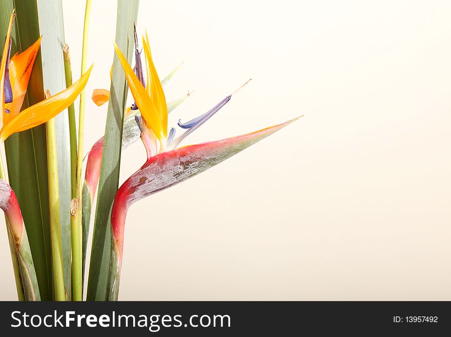 Orange and yellow tropical flowers. Nature colors. Orange and yellow tropical flowers. Nature colors