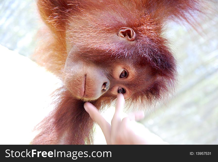 A visitor give food to the baby orang utan